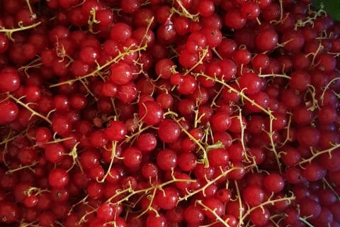 Cliquez pour zoomer ! Gelée de groseilles Thermomix par leskat